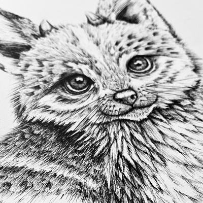 Pascal Wijnberg illustration